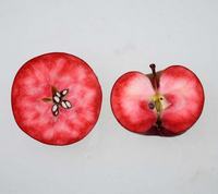 Æble med rødt frugtkød - Aldenham Purple